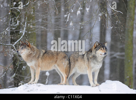 Mackenzie Wolf, Alaskan Tundra Wolf oder kanadischen Timber Wolf (Canis Lupus Occidentalis) im Schnee, Alpha Stockfoto