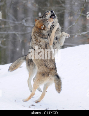 Wölfe kämpfen über Hierarchie, Mackenzie Wolf, Alaskan Tundra Wolf oder kanadischen Timber Wolf (Canis Lupus Occidentalis) in der Stockfoto