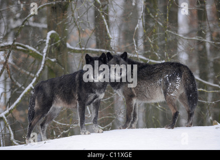 Mackenzie Wolf, Alaskan Tundra Wolf oder kanadischen Timber Wolf (Canis Lupus Occidentalis), zwei Wölfe im Schnee Stockfoto