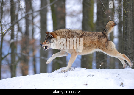 Mackenzie Wolf, Alaskan Tundra Wolf oder kanadischen Timber Wolf (Canis Lupus Occidentalis) im Schnee, Rügen von der Alpha von Stockfoto