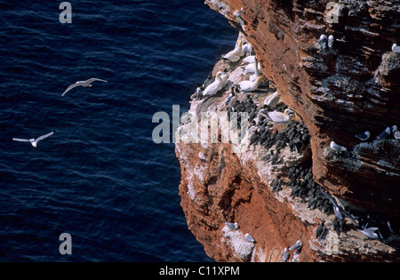 Basstölpel (Sula Bassana) und Trottellumme (Uria Aalge) und fliegende Dreizehenmöwen (Rissa Tridactyla) auf einem Sandsteinfelsen Stockfoto