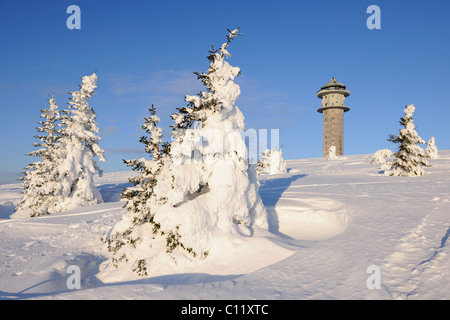 Verschneiten Kiefern auf Mt Feldberg, Südschwarzwald, Baden-Württemberg, Deutschland, Europa Stockfoto