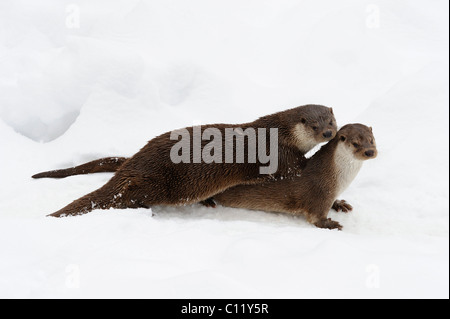 Europäischen Fischotter (Lutra Lutra) Stockfoto