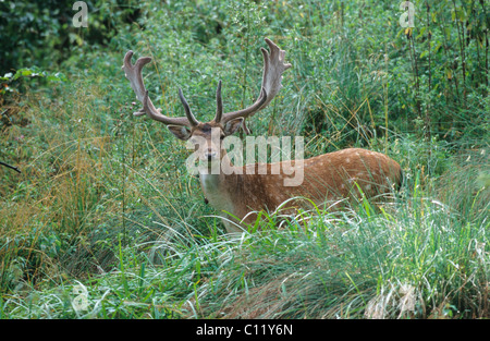 Damhirsch (Dama Dama), buck in samt, wachsende Geweih, Mecklenburg, Deutschland, Europa Stockfoto