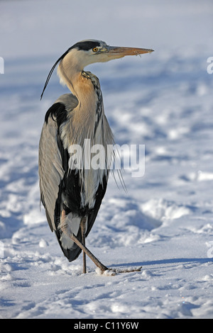 Graue Reiher (Ardea Cinerea) stehend auf einem zugefrorenen See, Deutschland, Europa Stockfoto