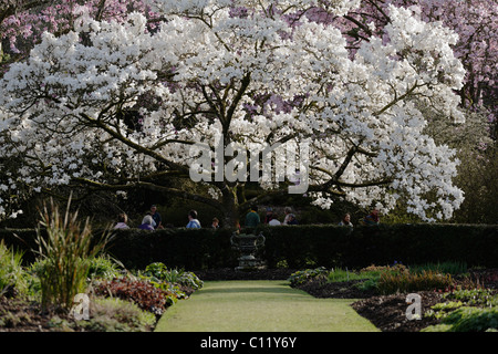 Weiße Magnolie formalen Garten von Lanhydrock House NT Bodmin Cornwall UK Stockfoto