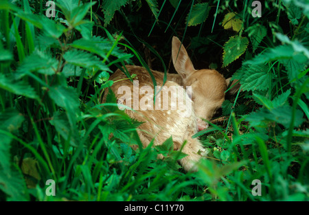 Damhirsch (Dama Dama) fawn, einige Tage alt, lag bewegungslos in Brennnesseln, Mecklenburg, Deutschland, Europa Stockfoto