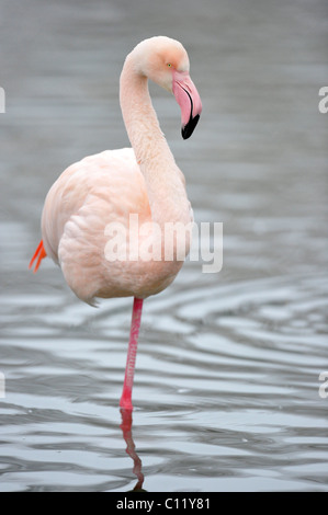 Rosaflamingo (Phoenicopterus Ruber Roseus) Stockfoto