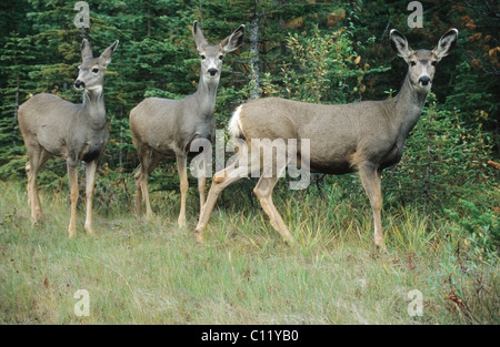 Maultierhirsch (Odocoileus Hemionus) mit zwei Kitze, Jasper Nationalpark, Alberta, Kanada Stockfoto