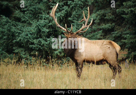 Wapiti oder Elche (Cervus Canadensis), Stier in der Brunftzeit im Herbst, Jasper Nationalpark, Alberta, Kanada Stockfoto