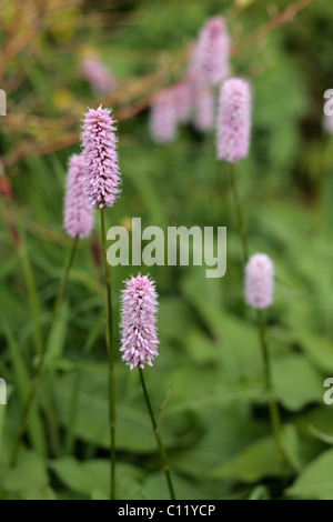 Persicaria Affinis Superba wächst in Derbyshire UK Stockfoto