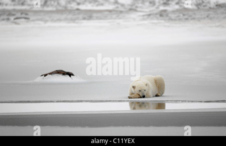 Rest. Der Eisbär schlafend am Rand von einer Eisscholle. Stockfoto