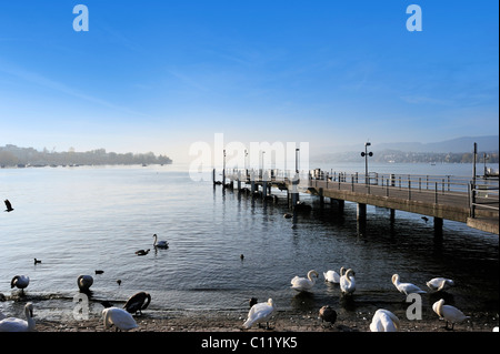 Zürichsee, Steg, Schwäne, Zürich, Schweiz, Europa Stockfoto