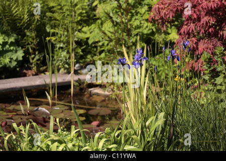 Iris Siberica wachsen Wasser Feature Teich in einem inländischen s zurück Garten Dronfield Derbyshire UK Stockfoto