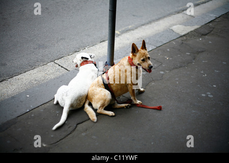 An der Leine Hunde warten auf ihren Meister, Sydney, New South Wales, Australien Stockfoto