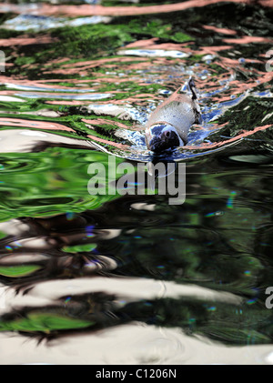 Spheniscus Humboldti. Der Pinguin schwimmt im Wasser. Mehrfarbige Reflexionen. Stockfoto