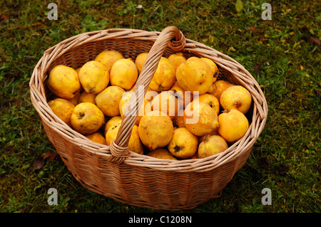 Korb mit frisch gepflückten Quitten (Cydonia Oblonga) Stockfoto