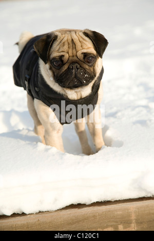 Ein Mops trägt ein Hundemantel im Schnee Stockfoto