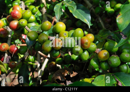 Reife und unreife Kaffeebeeren wachsen auf einem Baum, Jimma, Kaffa Region, Bono, Äthiopien, Afrika Stockfoto