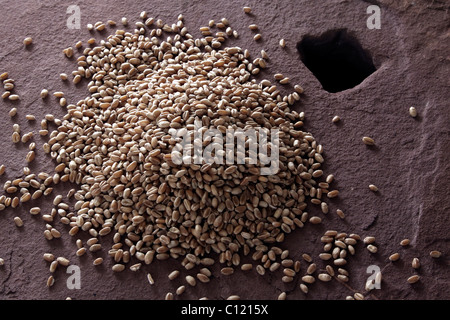 Weizenkörner (Triticum) auf einem Mühlstein Stockfoto