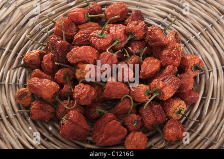 Mini-Paprika (Paprika) in einem geflochtenen Korb getrocknet Stockfoto