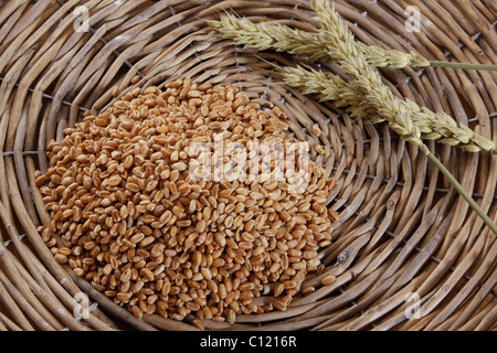 Weizenkörner (Triticum) mit Ähren in einem geflochtenen Korb Stockfoto