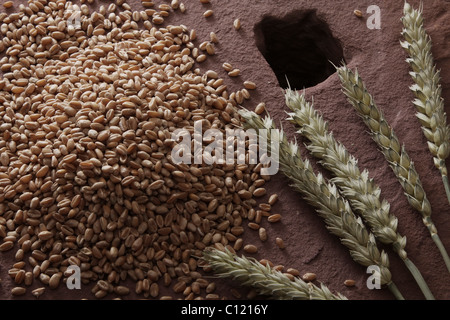 Weizenkörner (Triticum) mit Ähren auf einem Mühlstein Stockfoto