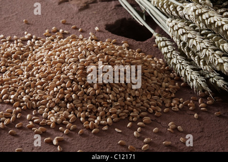 Weizenkörner (Triticum) mit Ähren auf einem Mühlstein Stockfoto