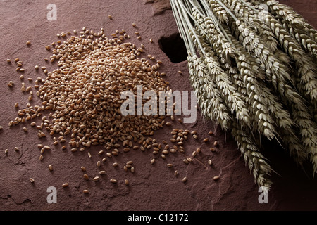 Weizenkörner (Triticum) mit Ähren auf einem Mühlstein Stockfoto