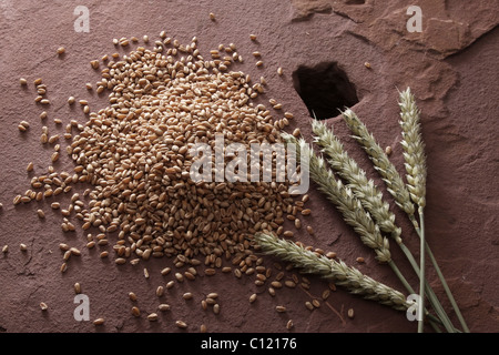 Weizenkörner (Triticum) mit Ähren auf einem Mühlstein Stockfoto