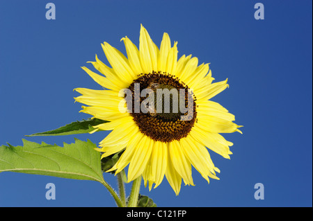 2 Bienen sitzen auf einer Sonnenblume Stockfoto