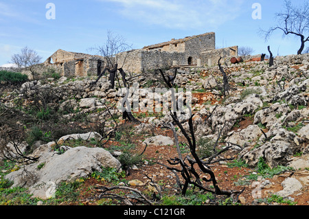 Hausruine, Ruinen, nach einem Waldbrand, verkohlte Bäume und verbrannten Vegetation, Marina Alta Bereich, Costa Blanca, Provinz Alicante Stockfoto