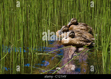 Drei ruhende Stockenten Stockfoto