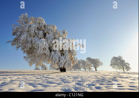 Europäische Buche oder Rotbuche (Fagus Sylvatica), verzerrt durch Wind und Schnee und Frost, Schauinsland Berg, Schwarzwald Stockfoto