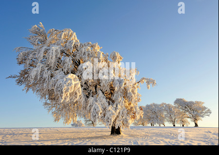 Europäische Buche oder Rotbuche (Fagus Sylvatica), verzerrt durch Wind und Schnee und Frost, Schauinsland Berg, Schwarzwald Stockfoto