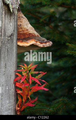 Rot gebänderten Polypore (Fomitopsis Pinicola), Nationalpark Bayerischer Wald National Park Bayerischer Wald, Bayern, Deutschland, Europa Stockfoto