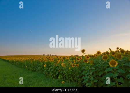 Mondaufgang über ein Sonnenblumenfeld in der Nähe von Pforzheim, Baden-Württemberg, Deutschland, Europa Stockfoto