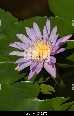 Seerose (Nymphaea Colorata), violett, lila Stockfoto