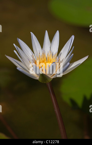 Weiße Seerose (Nymphaea Colorata), Stockfoto