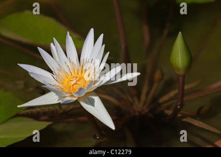 Weiße Seerose (Nymphaea Colorata), Stockfoto