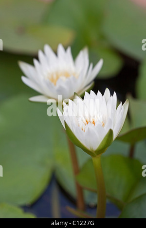 Weiße Seerose (Nymphaea Colorata), Stockfoto