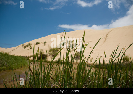 Sanddünen hinter Ninety Mile Beach, Neuseeland Stockfoto