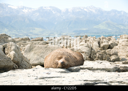 Südlichen Seebär, Kaikoura, Neuseeland Stockfoto