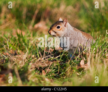 Grau-Eichhörnchen (Sciurus Carolinensis) sitzen die Abendsonne genießen Stockfoto