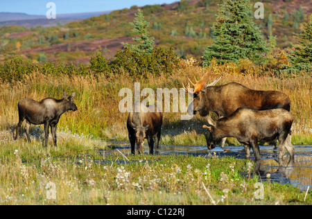 Elch (Alces Alces), Stier, junger Stier, Kuh und ein Kalb während der Brunftzeit würzen, Denali National Park, Alaska, USA Stockfoto