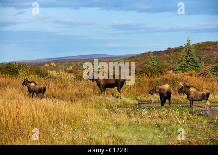 Elch (Alces Alces) während der Brunftzeit Saison, Stier, junger Stier, Kuh und ein Kalb hält Ausschau, Denali National Park, Alaska, USA Stockfoto