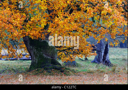 Pedunculate Eiche (Quercus Robur), Herbst-farbigen alten Eiche, Jaegersborg, Dänemark, Skandinavien, Europa Stockfoto