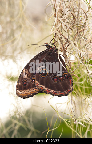 Tropischer Schmetterling Blue Morpho; Morpho peleides Stockfoto