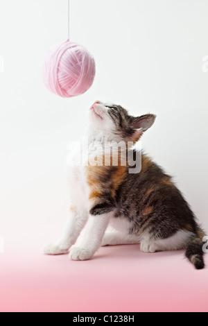 Tricolor weibliche Kätzchen spielt mit Ball von Wolle auf rosa Hintergrund. Vertikale Form, Textfreiraum Stockfoto