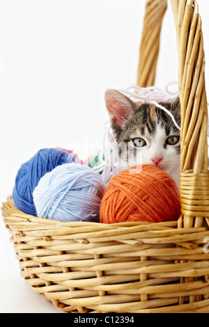 Tricolor weibliche Kätzchen im Korb spielen mit Kugeln aus Wolle auf weißem Hintergrund. Vertikale Form, Textfreiraum Stockfoto